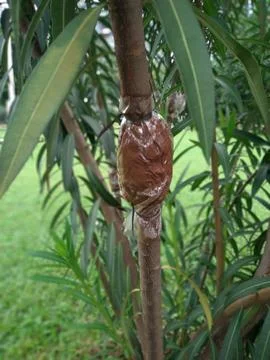 View of Nerium oleander tree being grafted 写真素材
