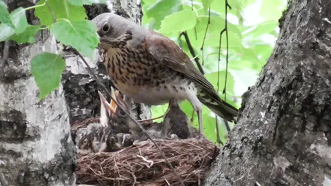 View of the nest of blackbirds with chicks that ask the female for food. Stock Footage 148537612