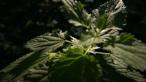 View on the nettle. The sun in the frame. Beautiful view, interesting traffic. Stock Footage 81080478