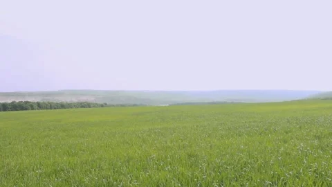 View of the never-ending green meadows Video stock 89923250