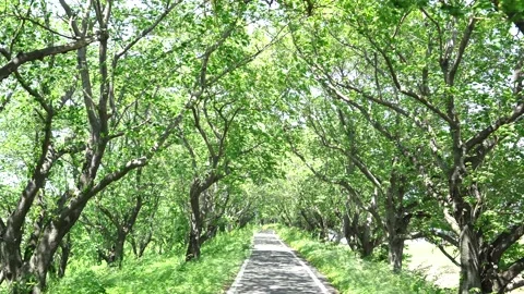 View of new green tree lined path Stock Footage 164853642
