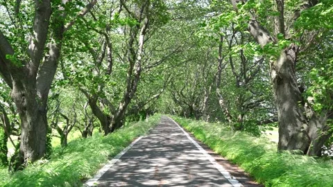 View of new green tree lined path Stock Footage 164853708