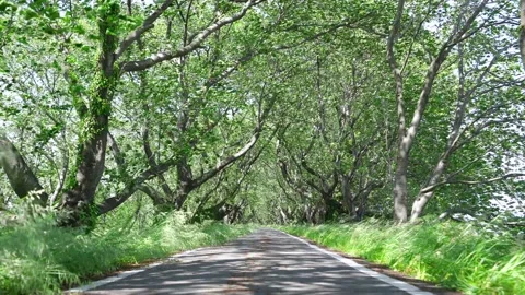 View of new green tree lined path Stock Footage 164853730