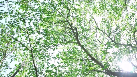 View of new green tree lined path 스톡 동영상 164853756