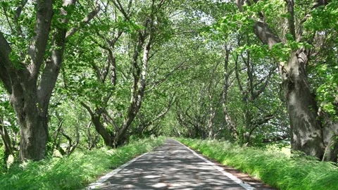View of new green tree lined path Stock Footage 164853783