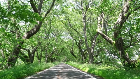 View of new green tree lined path Video stock 164912745