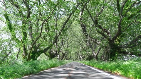 View of new green tree lined path Stock-Footage 164912750