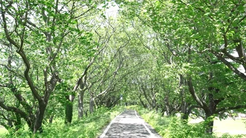 View of new green tree lined path Stock-Footage 164912830