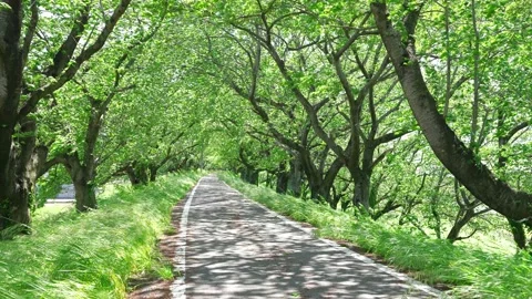View of new green tree lined path Stock Footage 164912837