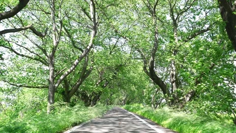 View of new green tree lined path Stock Footage 164912978
