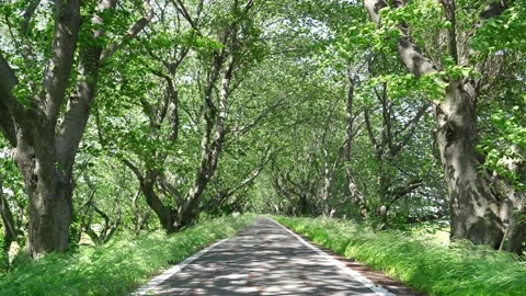 View of new green tree lined path Video stock 164912990