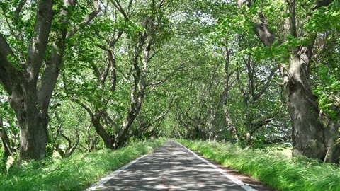 View of new green tree lined path Stock Footage 164913022