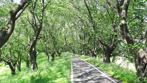 View of new green tree lined path Stock Footage 164913027