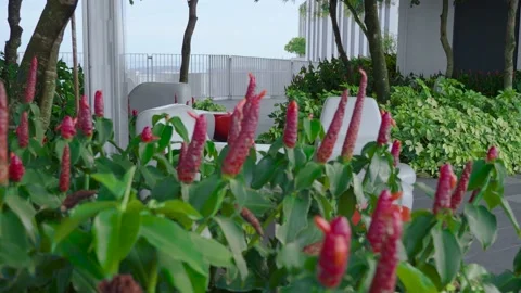 View of Newly Developed Public Space Stock Footage 136699414