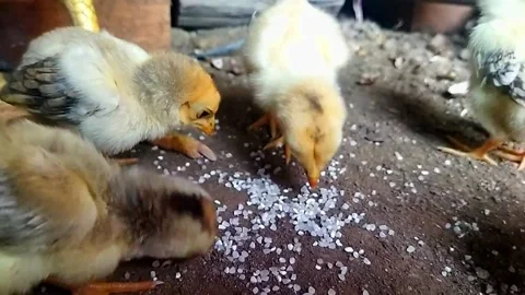 View of newly hatched chicks eating in the coop Stock Footage 219288423