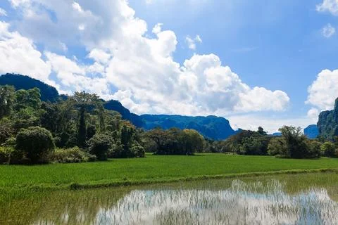 View of newly planted rice fields with a mountain background Foto stock