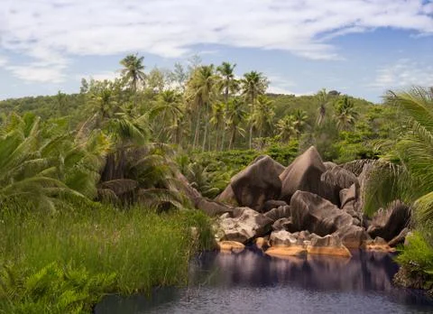 View of nice tropical background with coconut palms Stock Photos