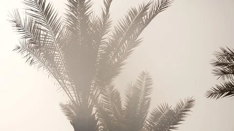 View of nice tropical background with palms Tops of palm trees against sunny sky Stock Footage 96107508