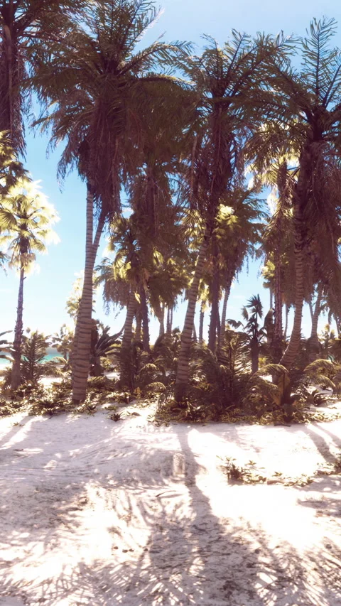 View of nice tropical beach with palms around Vídeos de archivo 278397382