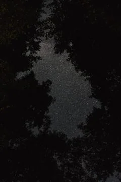 View of the night sky through the trees Stock Photos
