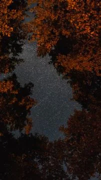 View of the night sky through the trees Stock Photos