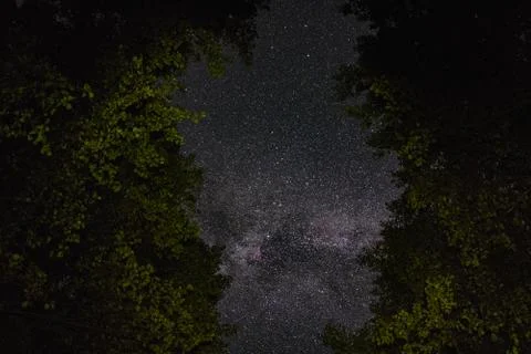 View of the night sky through the trees Stock Photos