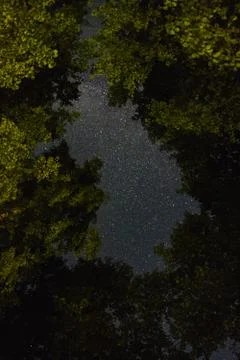 View of the night sky through the trees Stock Photos