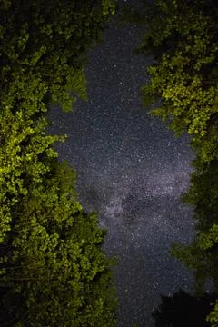 View of the night sky through the trees Stock Photos