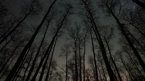 View of the night sky with tree silhouettes looking to the north as stars rotate Stock Footage 162777358