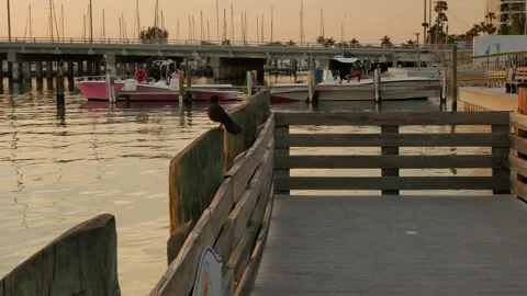 View north black bird perched on the wood dock then flies away to the right. Gre Stock Footage 272845047
