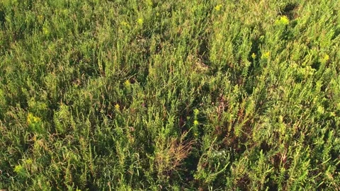 View of not mowed lawn, grass cutting service and gardening concept. View o.. Vidéo 232869575
