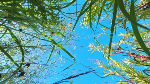 View of not mowed lawn, grass cutting service and gardening concept. View o.. Stock Footage 257374890