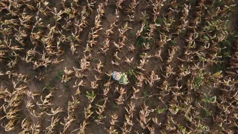 View of a not so good corn field. An agronomist Stock Footage 236258978