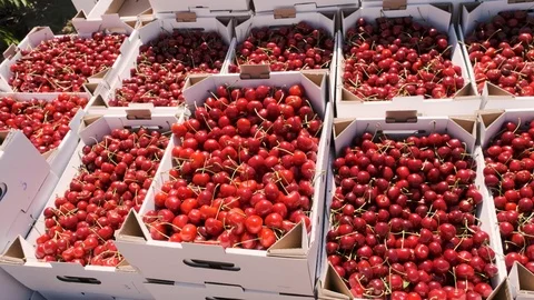 A view of numerous boxes full with ripe cherries Video stock 91743872