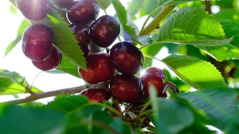 A view of numerous cherries, hanging on a cherry-tree Stock Footage 91743214