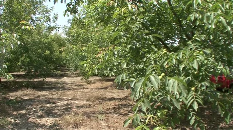 View of the nut orchard Stock-Footage 41138287