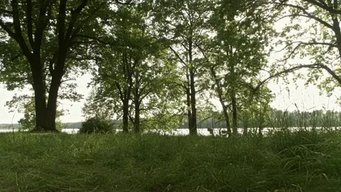 View of the oak grove on the lake at sunset, dolly shot,time lapse Stock Footage 132929593