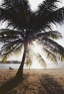 View Of Ocean And Beach Through Palm Tree Stock Photos