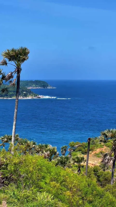 A view of the ocean and palm trees from a hill 動画素材 312423151