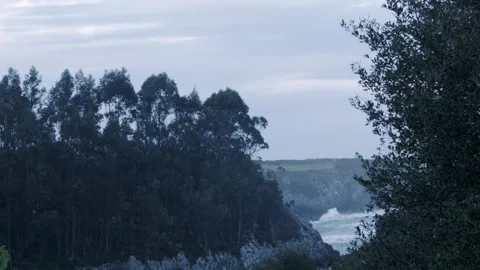 View of the ocean between trees on top of a cliff Video stock 170013589