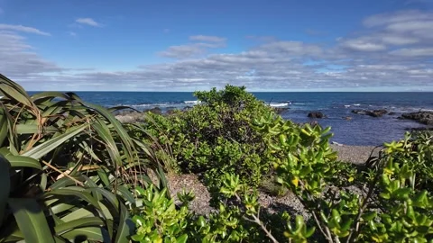 A view of the Ocean from revealed through the green vegetation Stock Footage 281135765