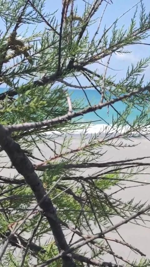 View of the Ocean Through Tree Branches on a Sunny Day by the Beach Stock Footage 330794721