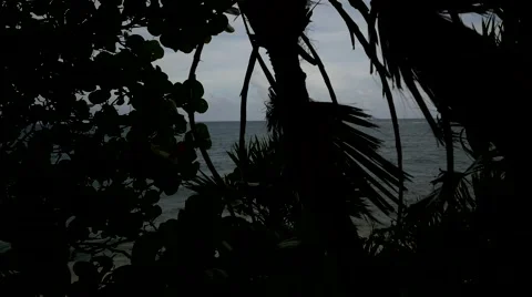 View of the ocean through tropical vegetation Stock Footage 62874781
