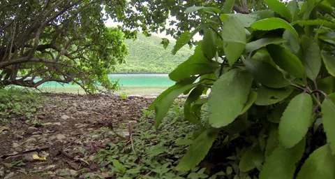 A view of the ocean from a tree Stock Footage 42803454