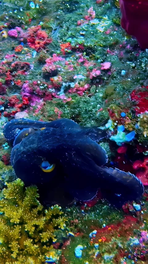 View of an octopus on a vibrant coral reef in Bali, Indonesia. Stock Footage 339898633