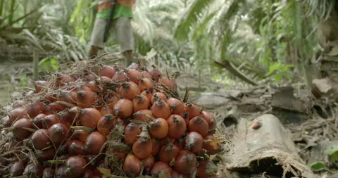 View of oil palm fruit with worker in background, Indonesia, South-East Asia Video stock 141432453