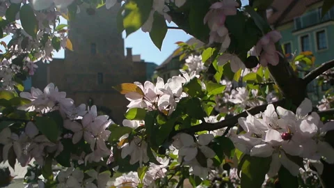 View of old building through blossoming tree pink flowers Stock Footage 107235717