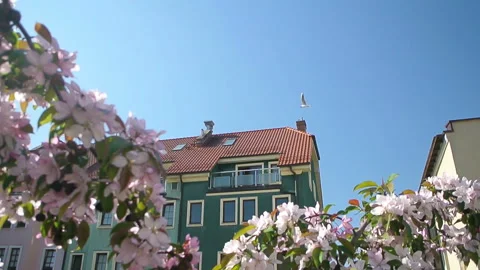 View of old building through blossoming tree pink flowers Stock Footage 107236544