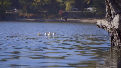 The view of old dried log on water, cute ducks and gooses swimming. Stock Footage 99832307