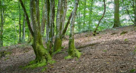 View on a old forest during summer time. Foto stock
